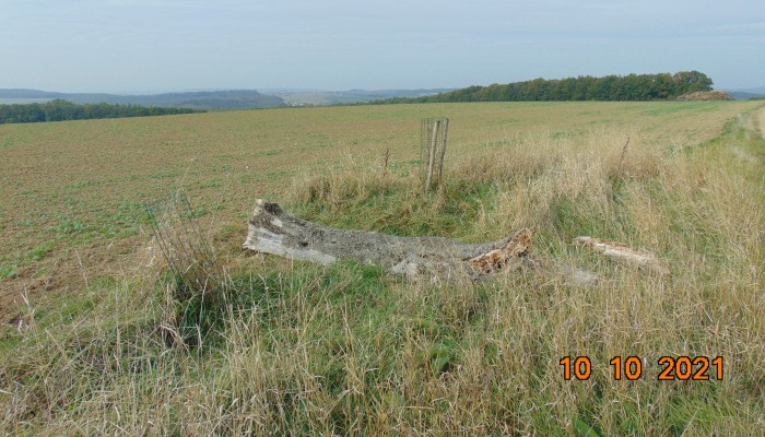 maršovská hruška