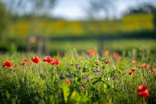 Environmentální park Škrlovec