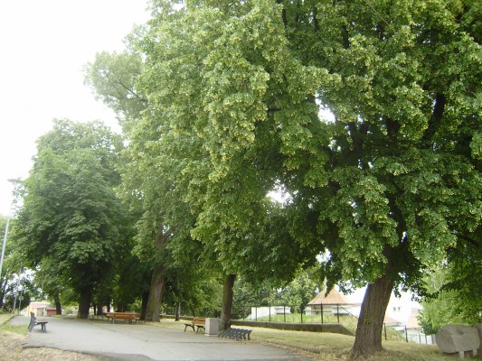 Úprava uličního prostoru v ulici Boženy Němcové, Hradní náměstí a ulici Hradební včetně změn dopravního režimu - záměr č. 298