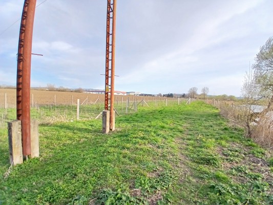 Nová výsadba stromů u Škrloveckého rybníka