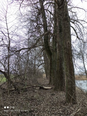 Okolí rybníka před revitalizací