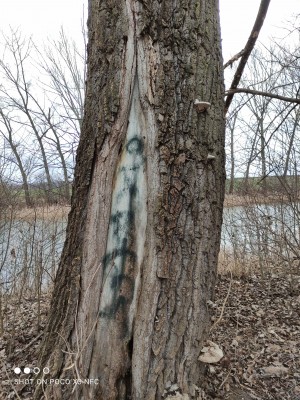 Dřeviny v okolí rybníku - původní