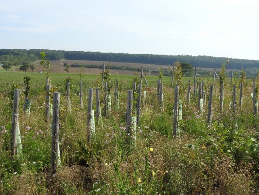 Zakládání prvků ÚSES - I. etapa, Uherský Brod a Újezdec u Luhačovic