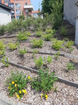 Plochy veřejně přístupné zeleně