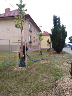 Projekt pěstebních opatření pro stromy na parcelách Města Uherský Brod