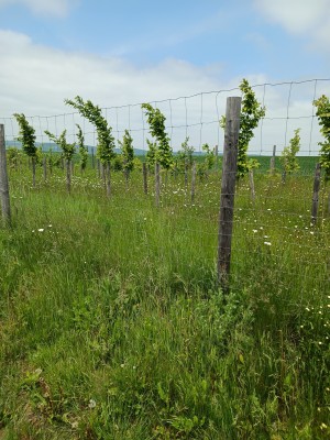 Větrolam po realizaci